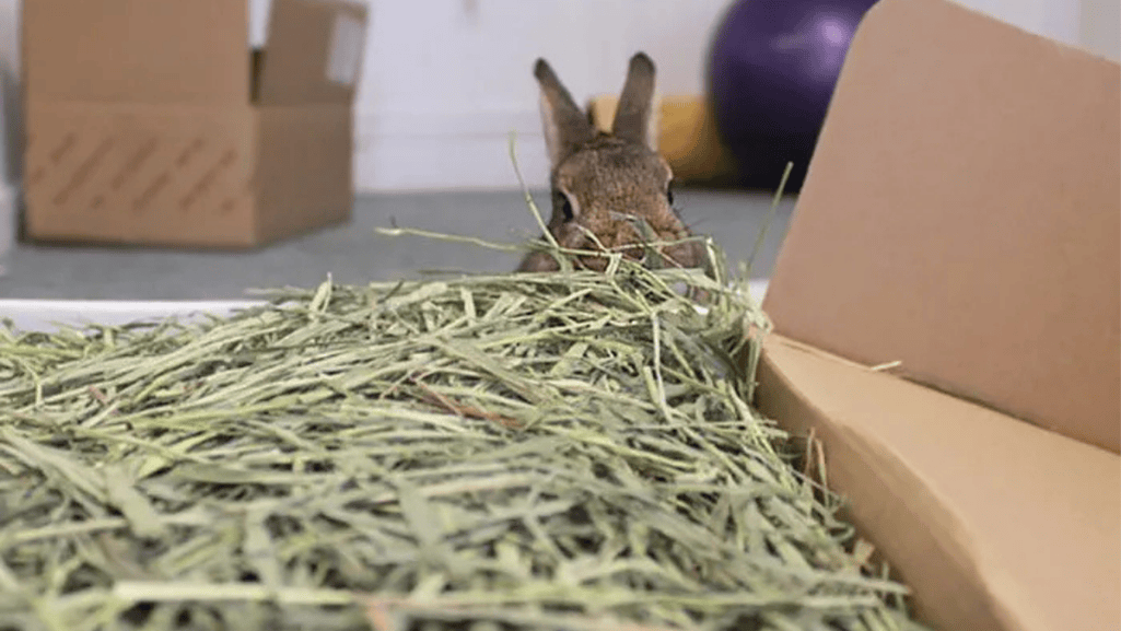 hay