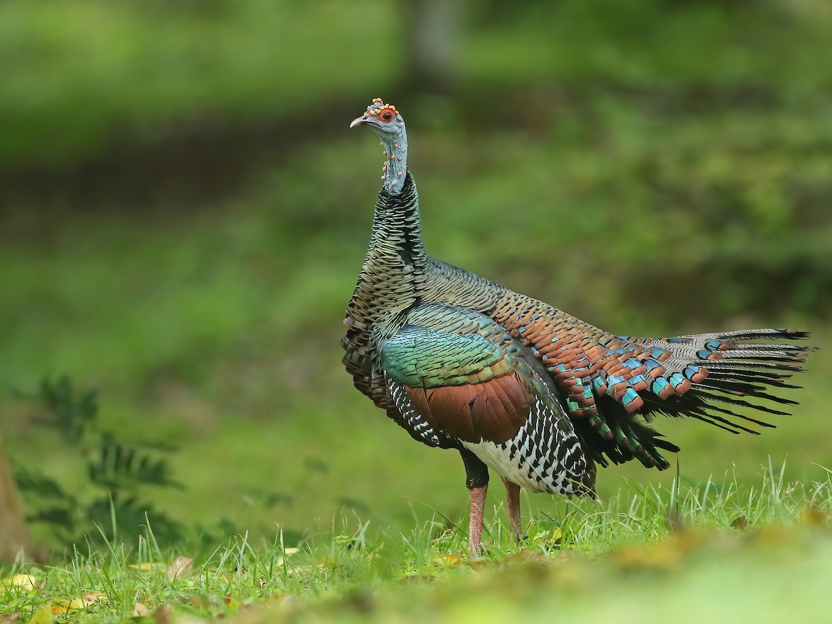 ocellated-turkey