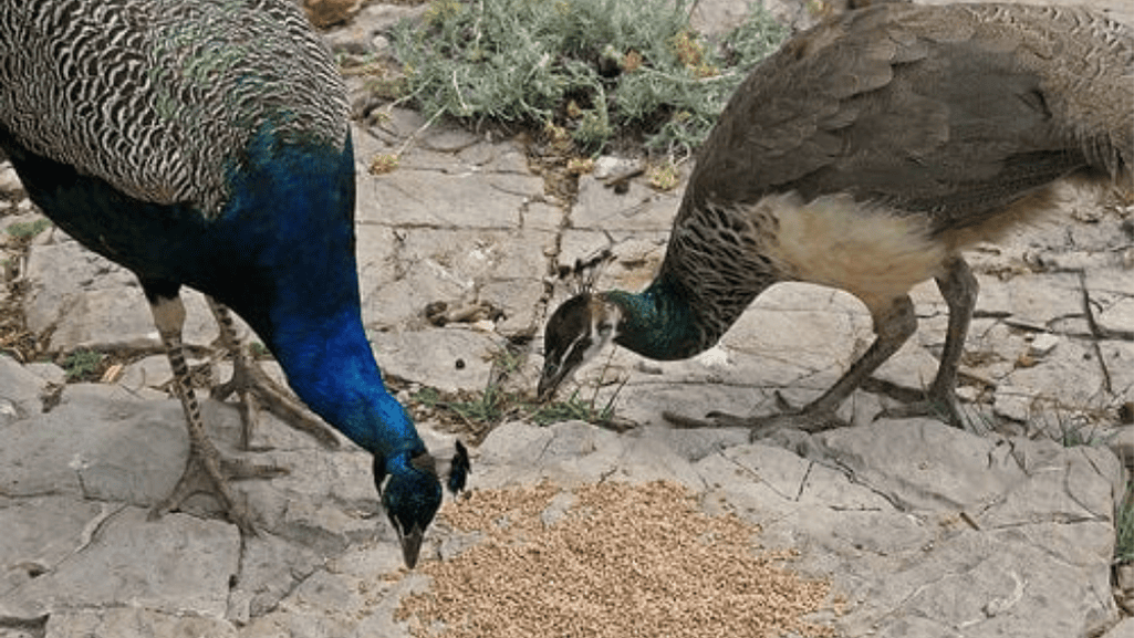 peafowl breeding