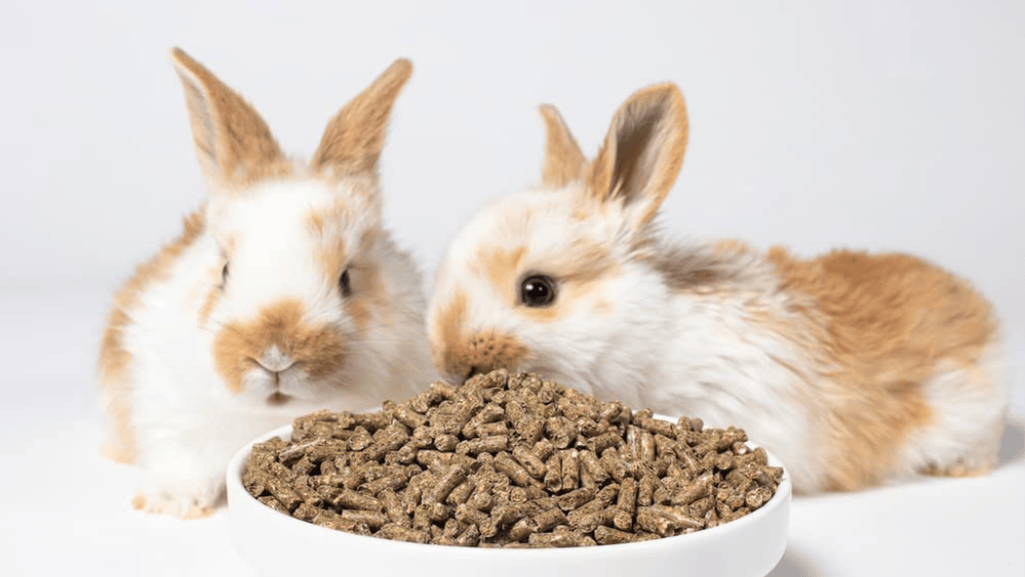 pellets for adult rabbits