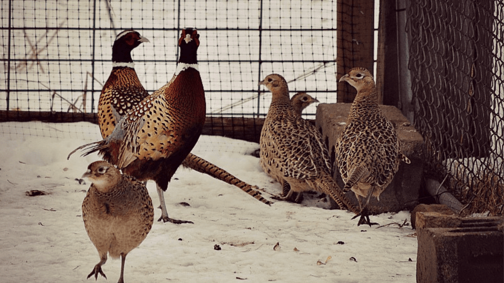 pheasant pen essentials