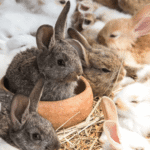 rabbit breeds