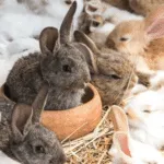 rabbit breeds