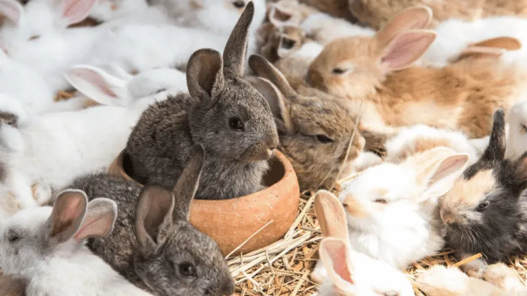 rabbit breeds