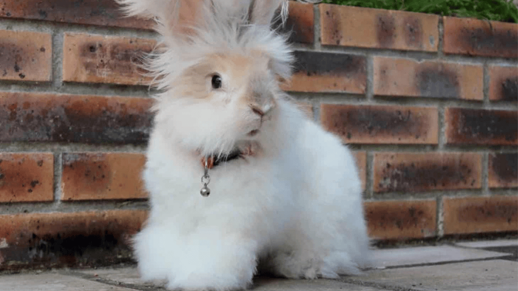 rabbit health check