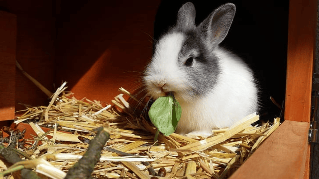 rabbit safety foods