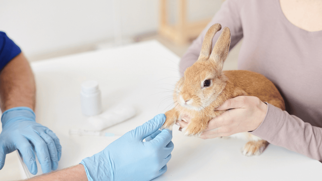 rabbit veterinarian