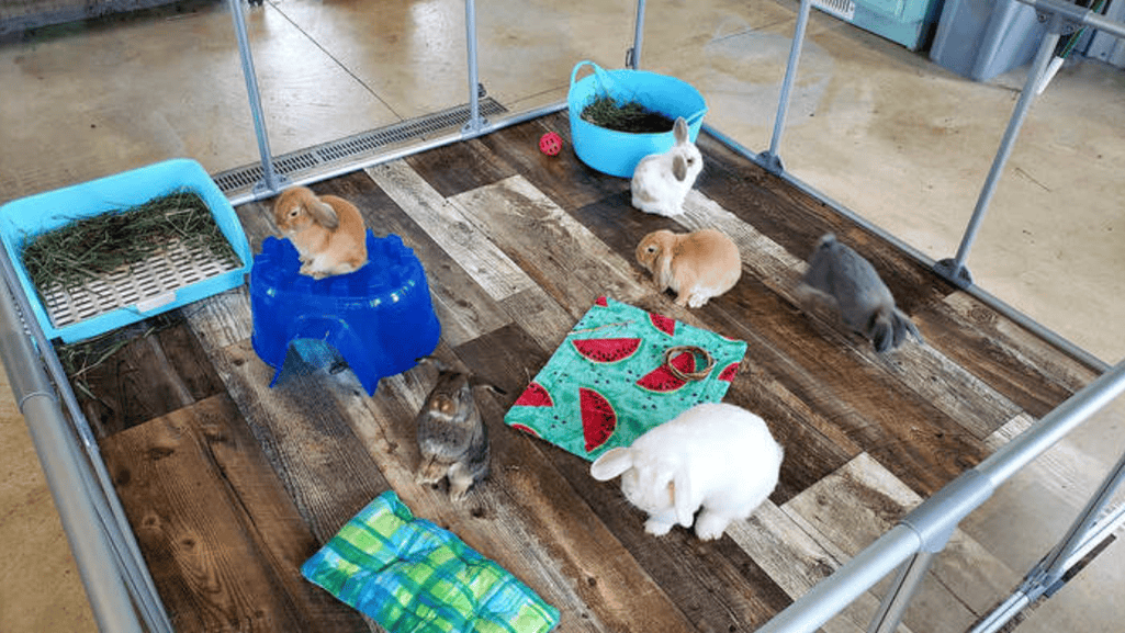 rabbits enclosure