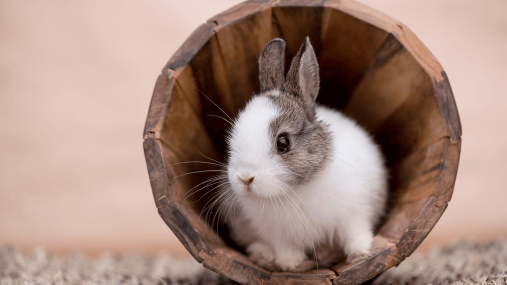rabbits exercise