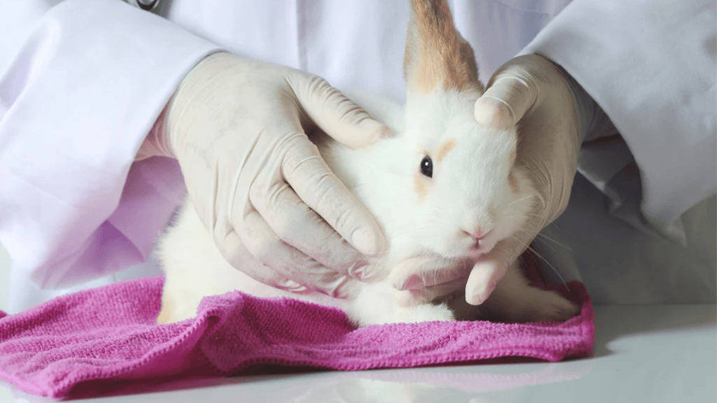 rabbits wellness check