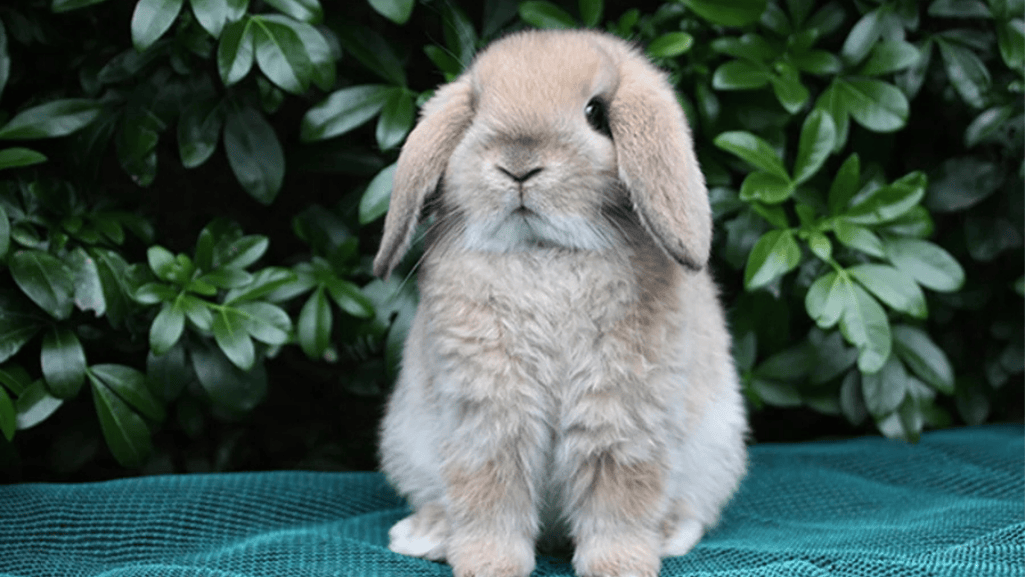 small rabbit breeds