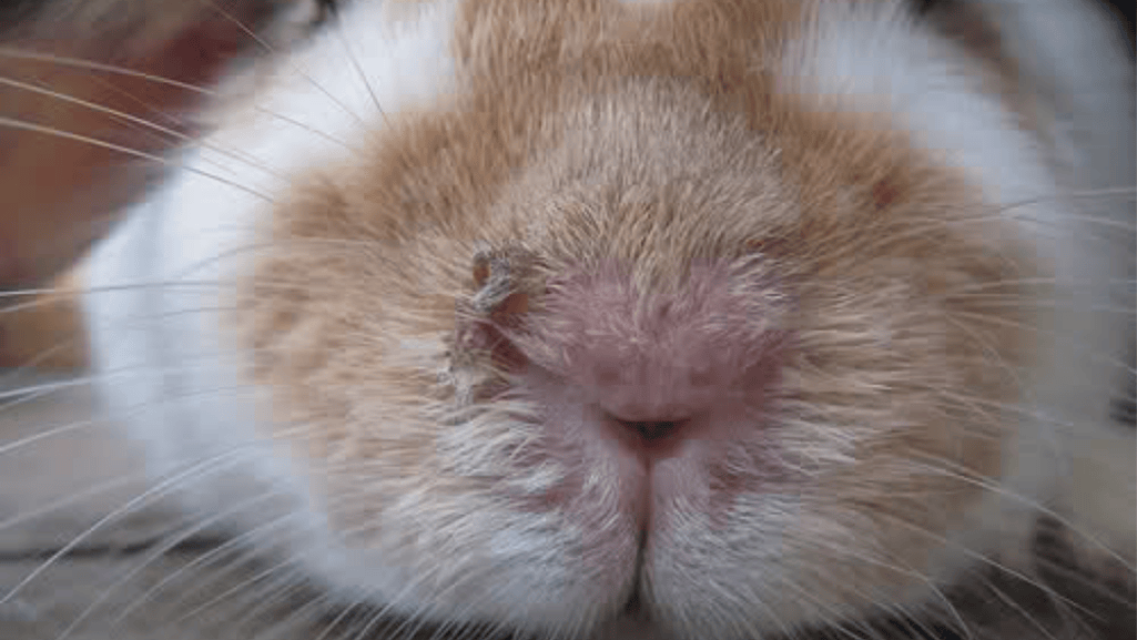 snuffles