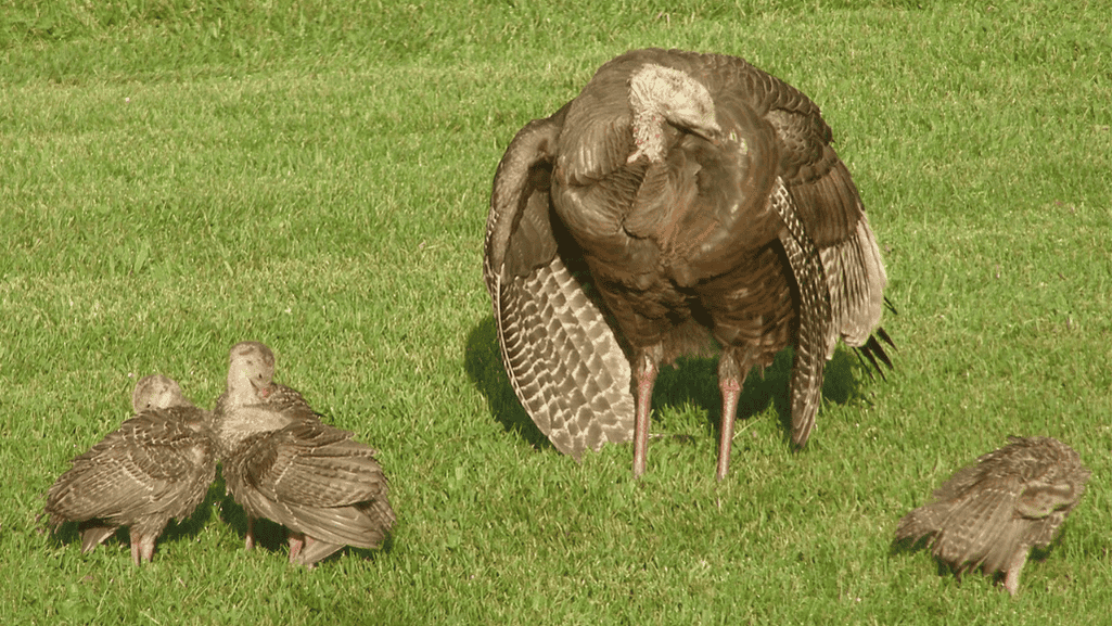 stretching and fluffing turkey grooming