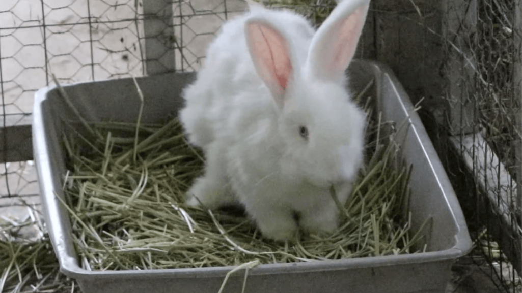 use litter box