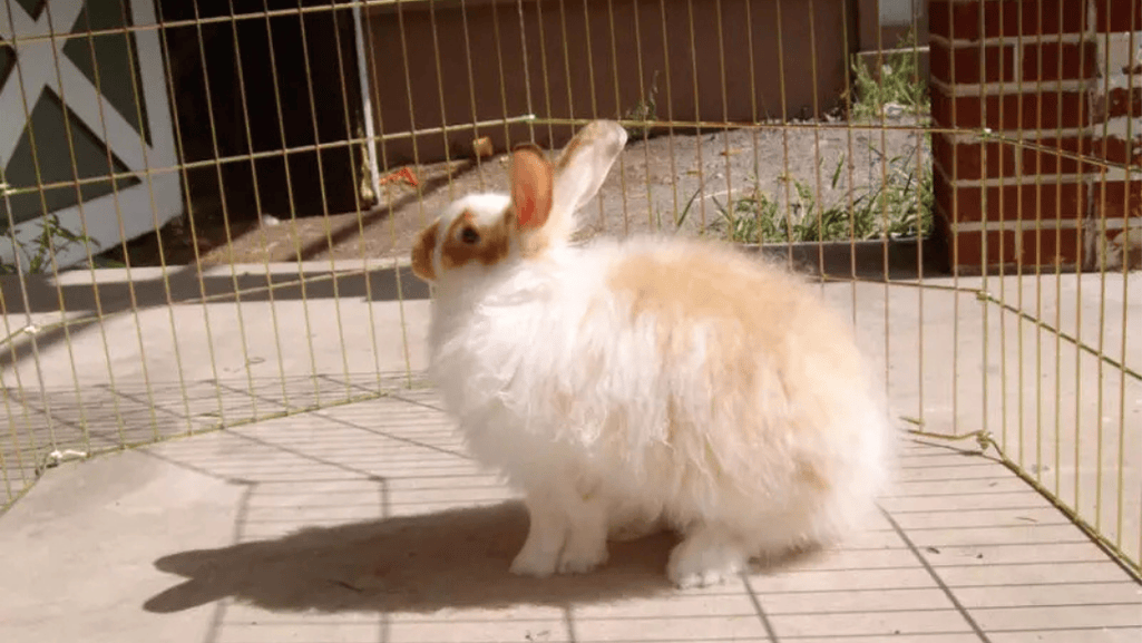 where to find angora rabbits
