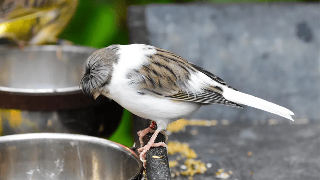 A Gloster canary with its distinctive bowl-cut crest of feathers A Gloster canary with its distinctive bowl-cut crest of feathers
