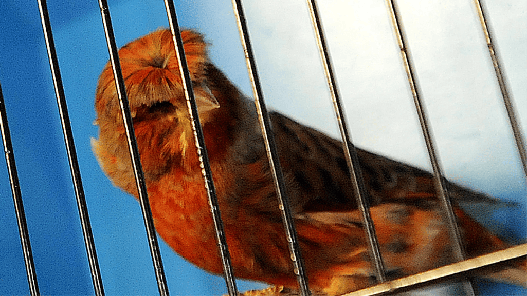 A canary bird show with judges evaluating birds in display cages