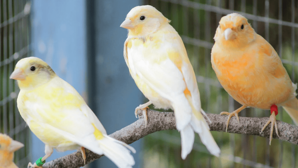 A canary receiving a health check from an avian veterinarian