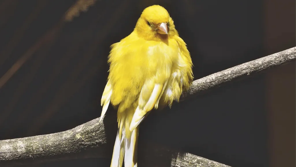A happy canary bird singing on a perch in a well-maintained home environment A happy canary bird singing on a perch in a well-maintained home environment