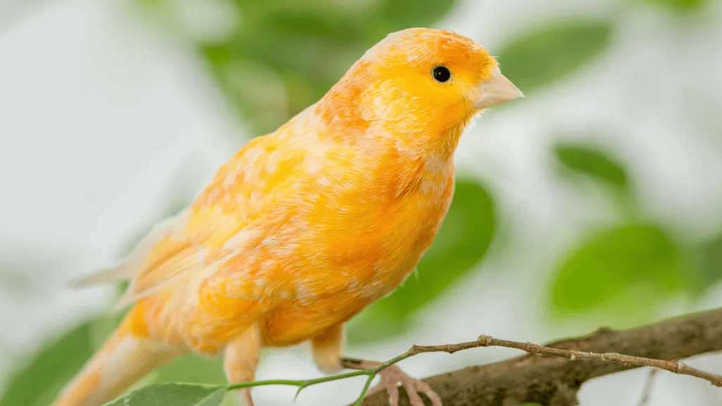 A healthy canary bird showing signs of good health with bright eyes and smooth feathers