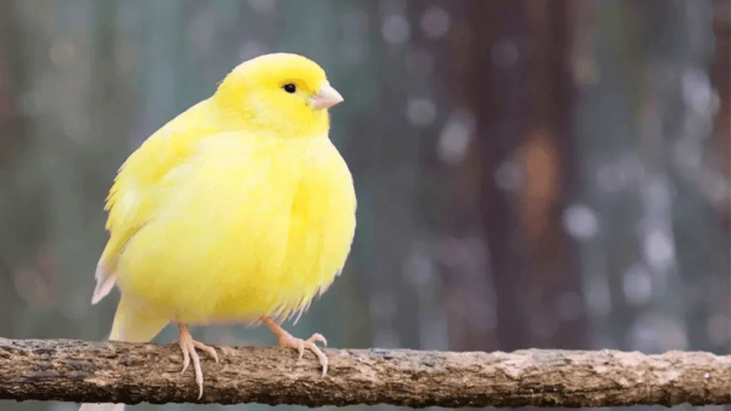 A yellow show canary in a display pose showing perfect posture and feather condition A yellow show canary in a display pose showing perfect posture and feather condition