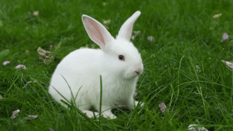 Adorable Florida White Rabbits