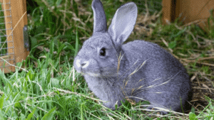 American Chinchilla Rabbit