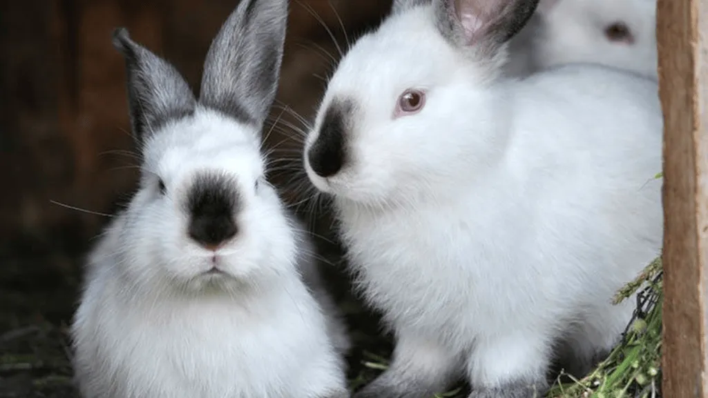 Californian Rabbit Breed Origins Appearance and Temperament