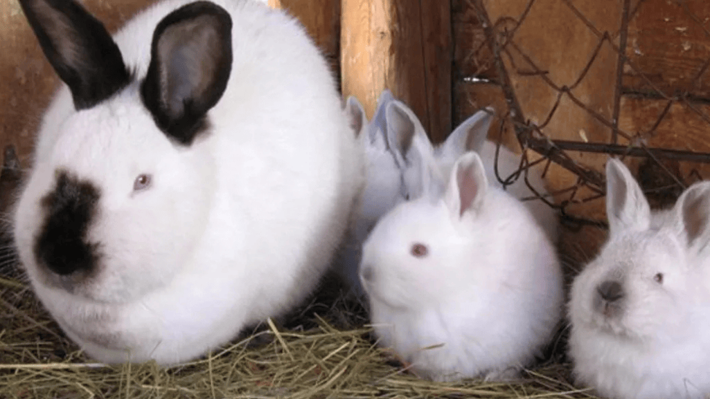 Californian Rabbit
