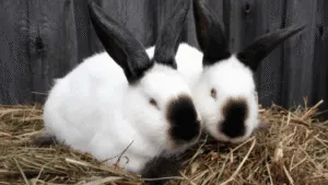 Californian Rabbits