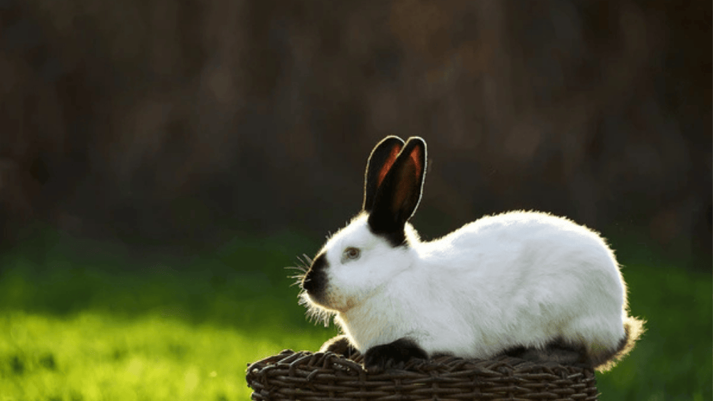 californian rabbits