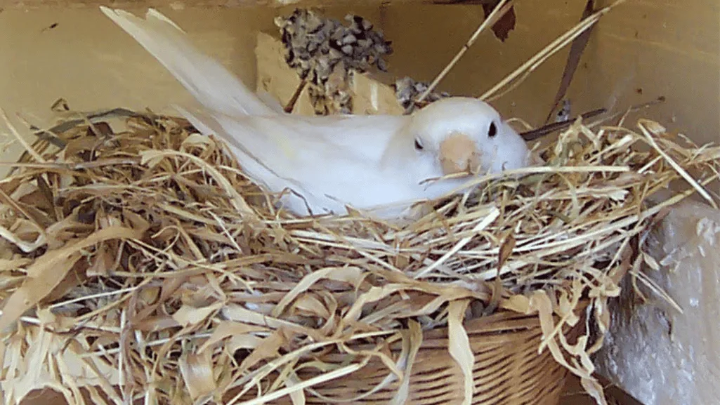 Canary bird nest with eggs in a breeding cage setup Canary bird nest with eggs in a breeding cage setup