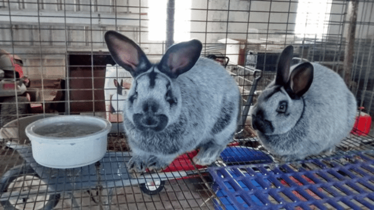 Champagne dArgent Rabbit