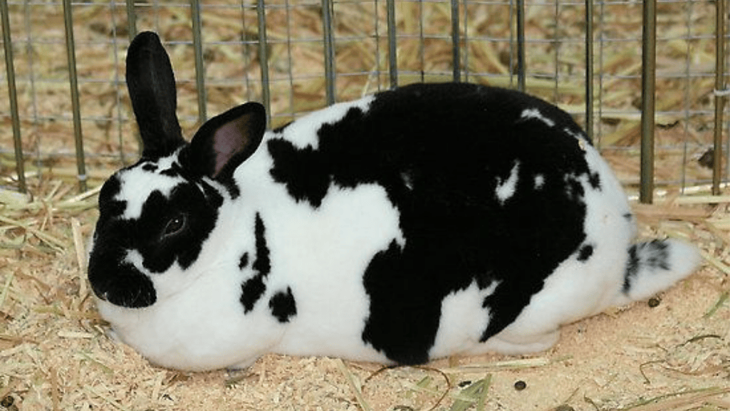 Checkered Giant Rabbit
