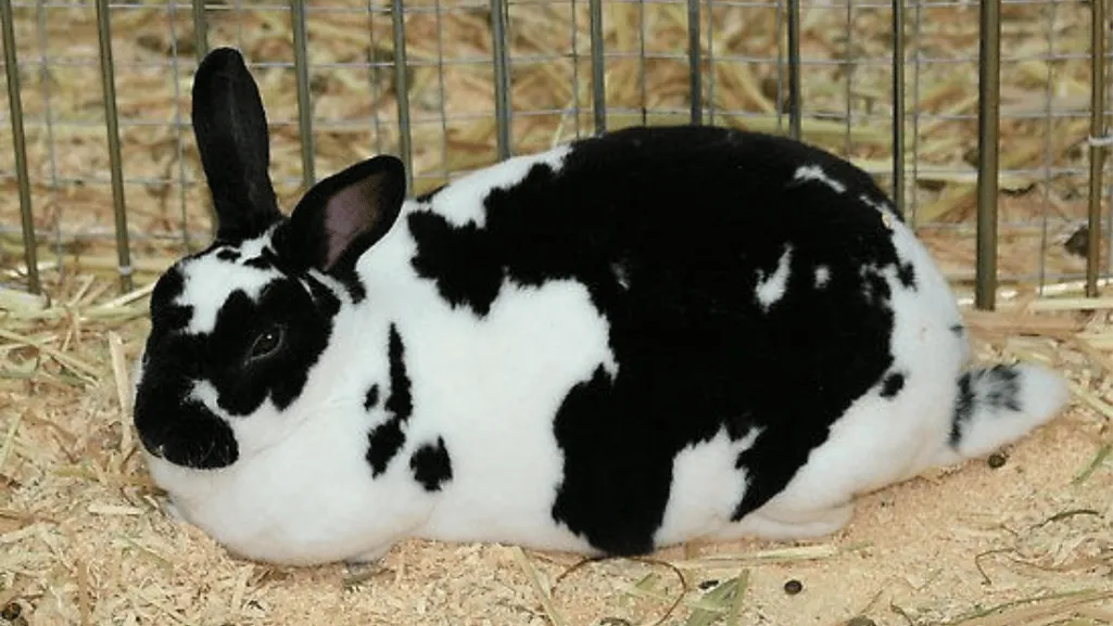 Checkered Giant Rabbit