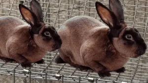 Cinnamon Rabbits