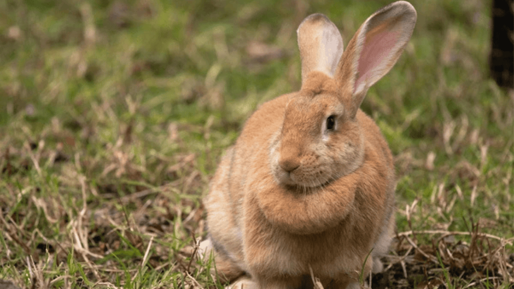 Cinnamon Rabbits