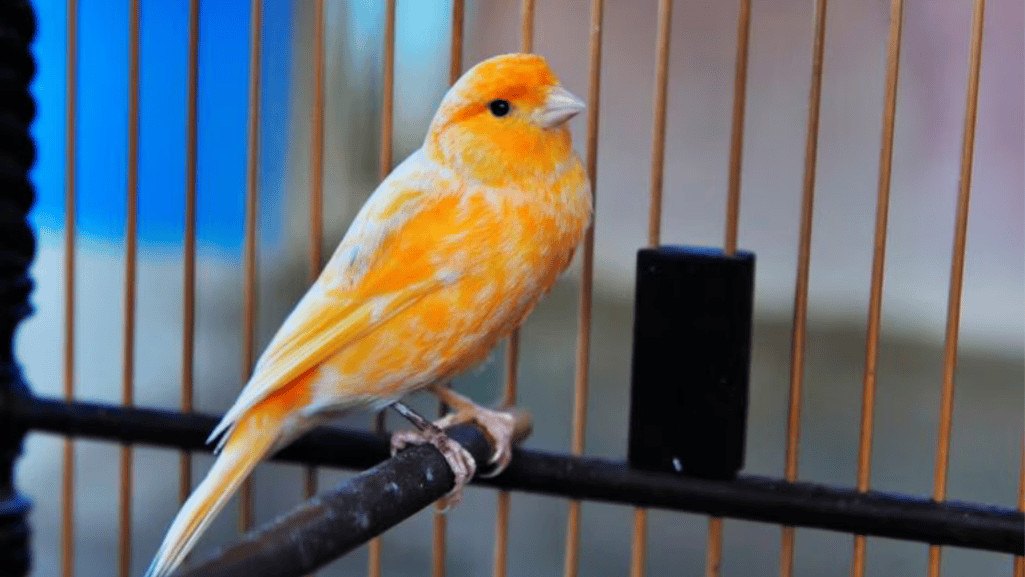 Different canary bird breeds showing yellow, red, and variegated color varieties