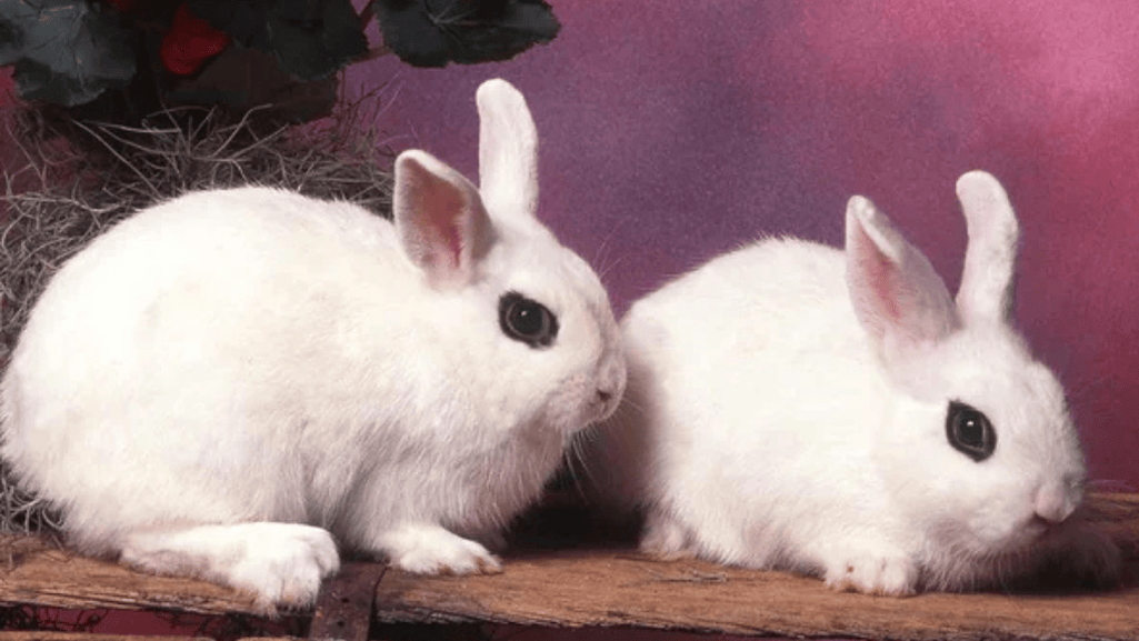 Dwarf Hotot Rabbit