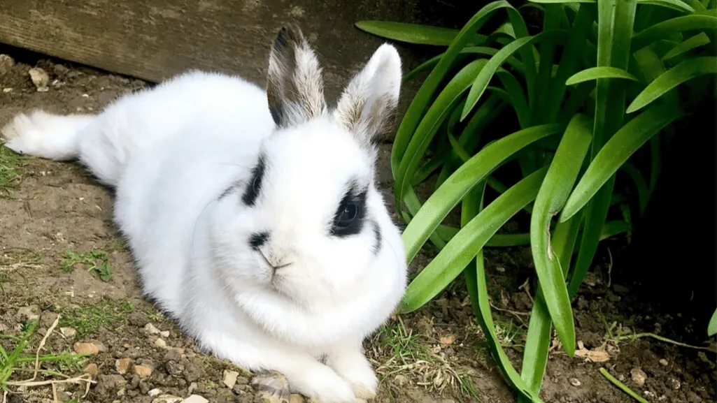 Dwarf Hotot Rabbit