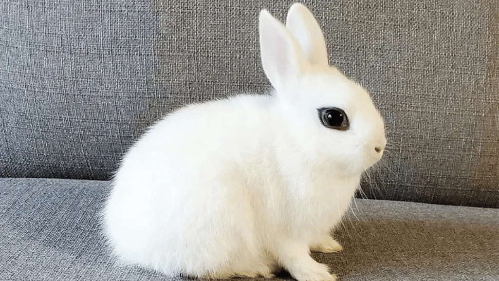 Dwarf Hotot Rabbit