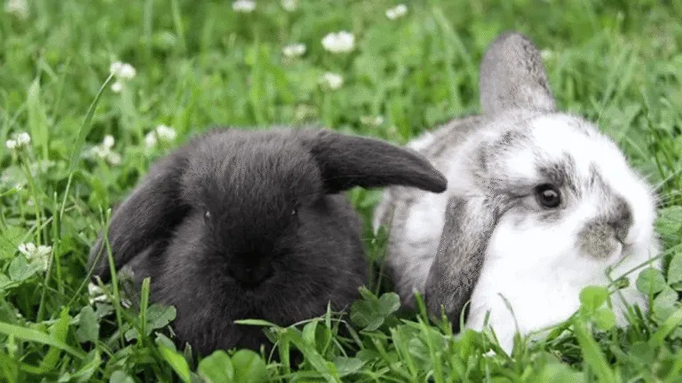 English Lop Rabbits