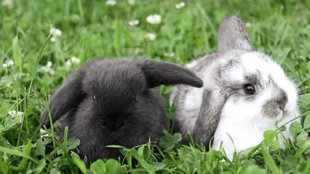 English Lop Rabbits