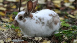 English Spot Rabbits