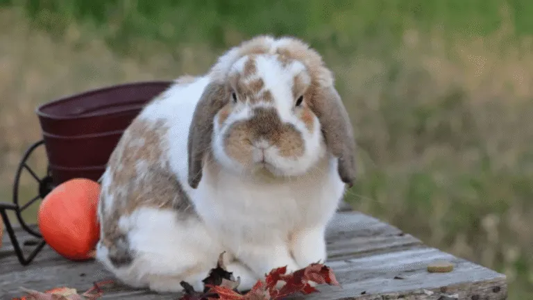French Lop Rabbits