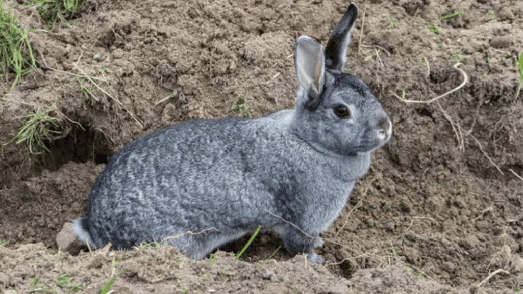 Giant Chinchilla Rabbit Overview History Origins and Conservation Status