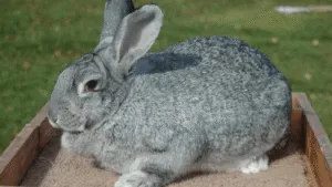 Giant Chinchilla Rabbits
