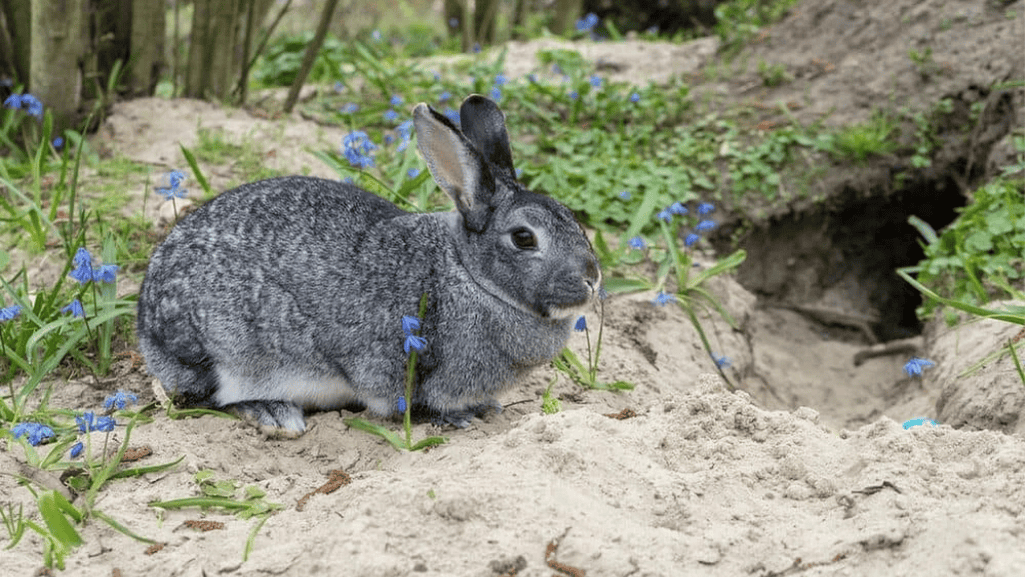 Giant Chinchilla Rabbits