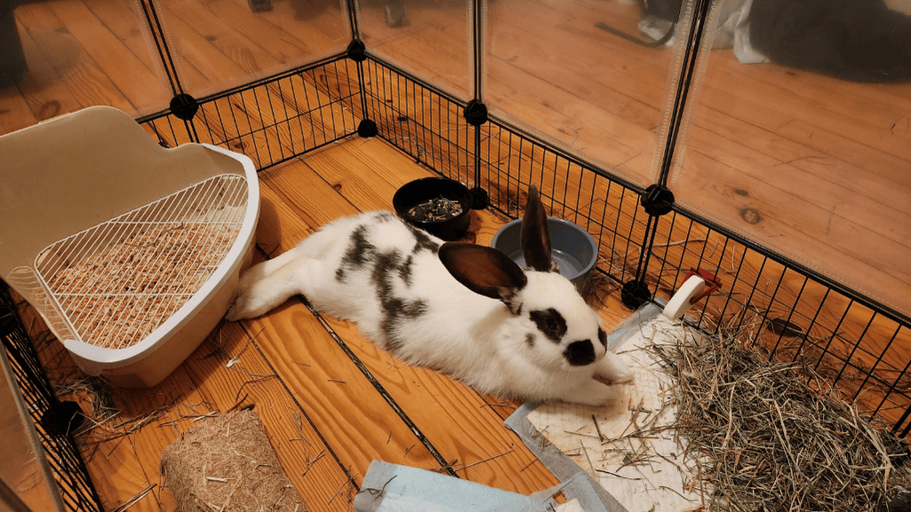 Grooming and breeder guidance