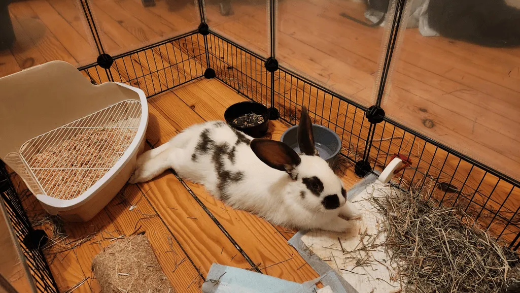 Grooming and breeder guidance